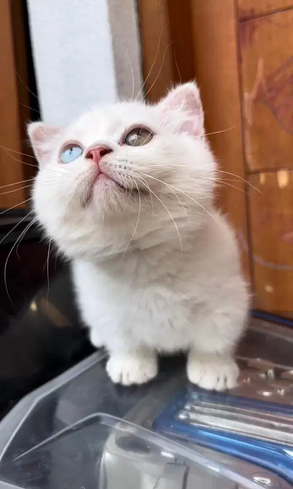 Munchkin British Shorthair Single Fold Oddeyes