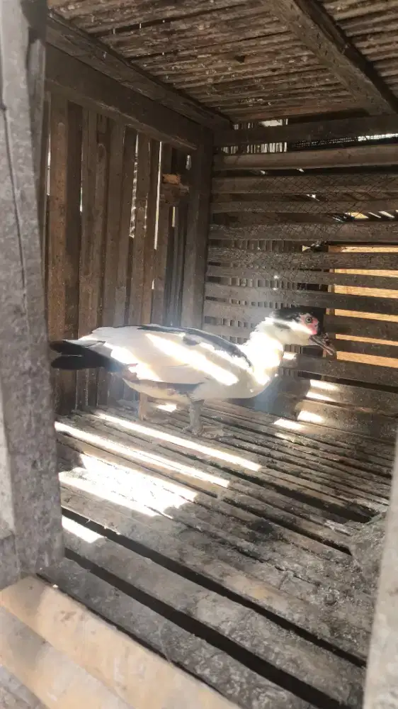 Entog depok gdc kota kembang