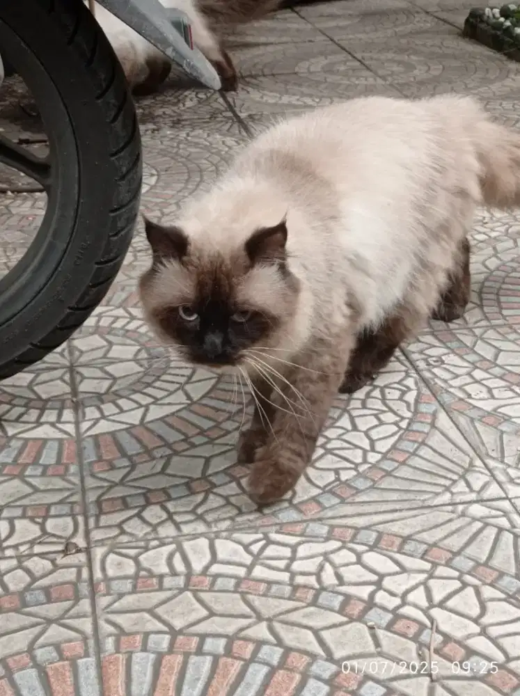 Kucing Himalaya pacak antapani