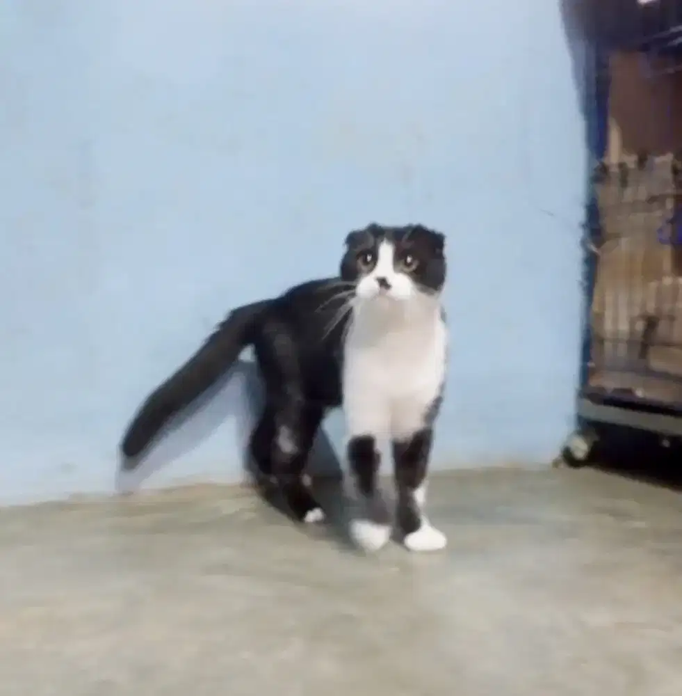 Scottish fold jantan