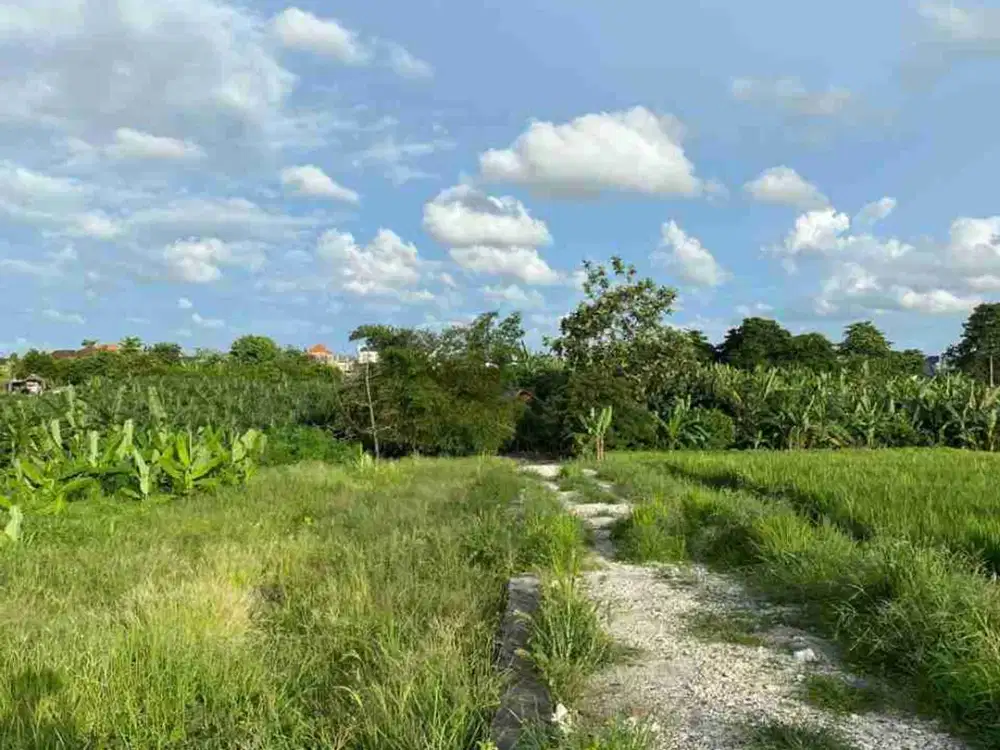 BANTAS VIEW OF RICE FIELDS