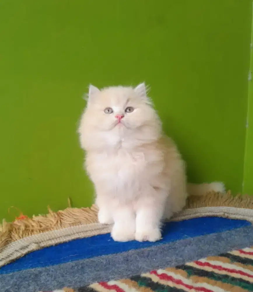 kitten persia flatnose# kitten lucu #kucing lucu#anak kucing