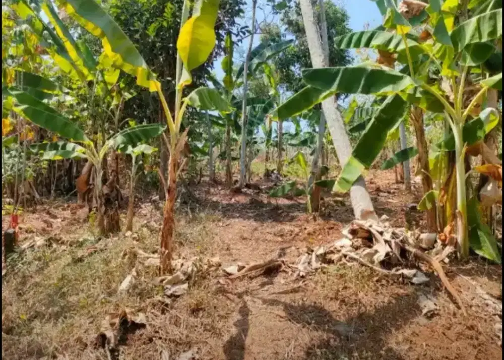 DIJUAL CEPAT - TANAH DEKAT BSB SEMARANG