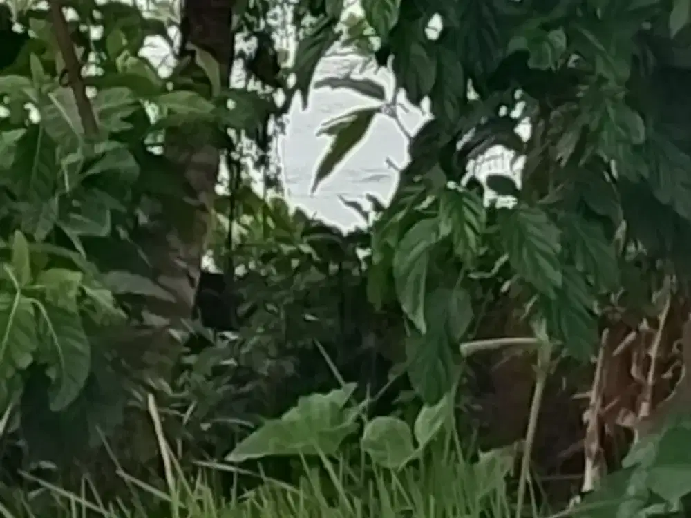 Disewakan tanah los pantai di tabanan bali pinggir jalan utama denpasar gilimanuk