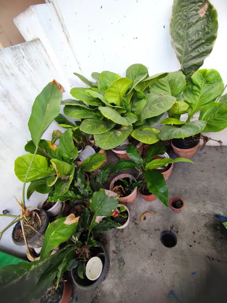 JUAL BORONGAN TANAMAN JEMANI MAU PINDAH