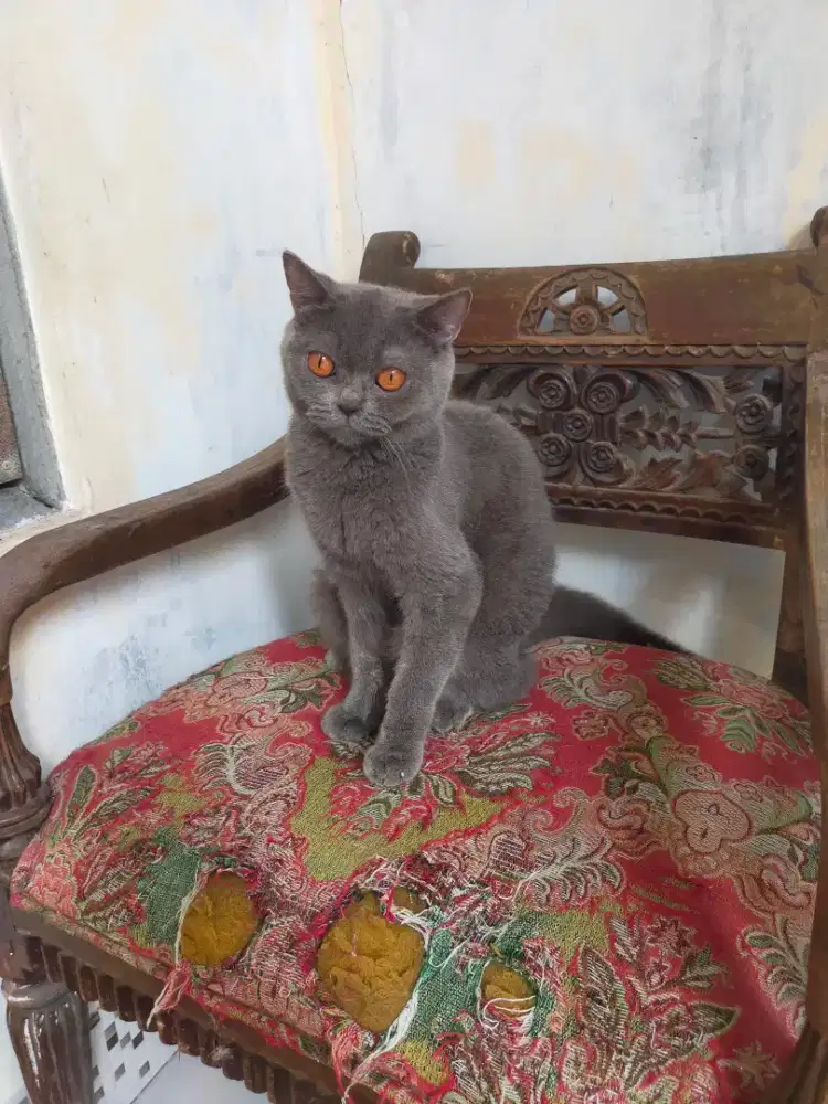 Kucing bsh British shorthair indukan betina