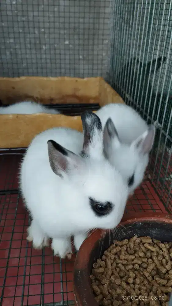 Kelinci Nederland Dwarf