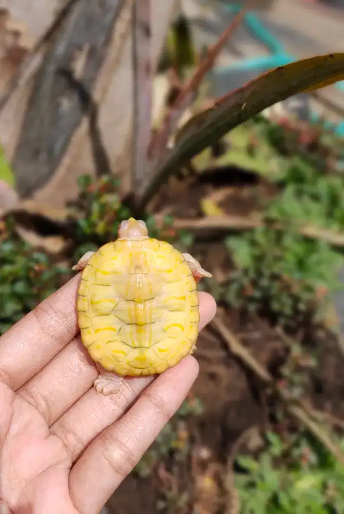 kura air baby lubino 5,5cm - sehat makan rakus