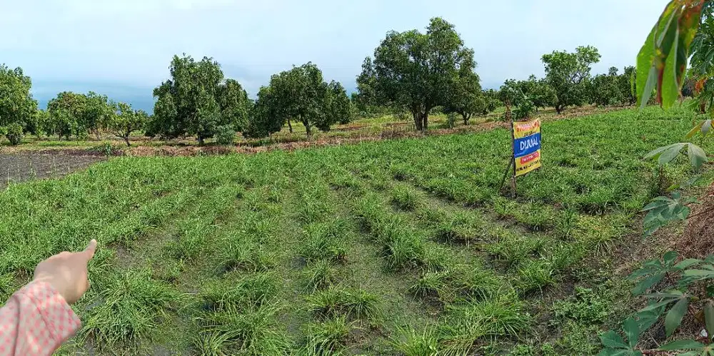 DIJUAL CEPAT Tanah Murah 2 Kavling Rembang Pasuruan Bersertifikat SHM