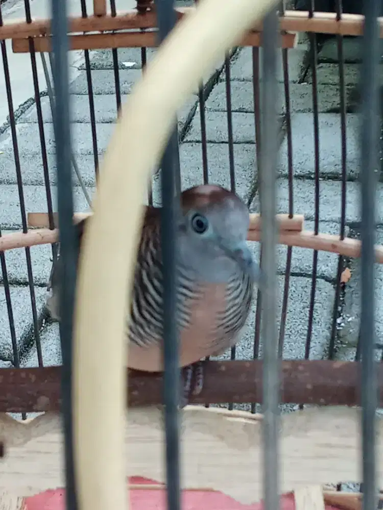 Perkutut satrio pinayungan