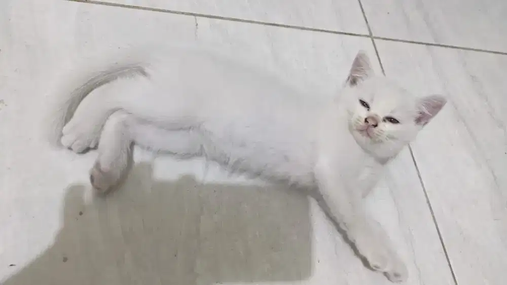 Free adopsi anak kucing jantan