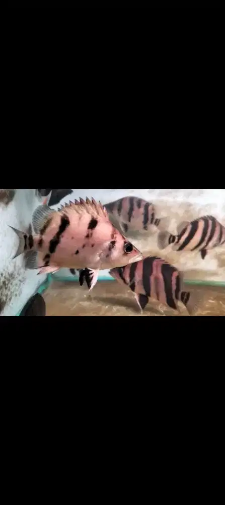 Datz Sumatra 3 bar fuzzy