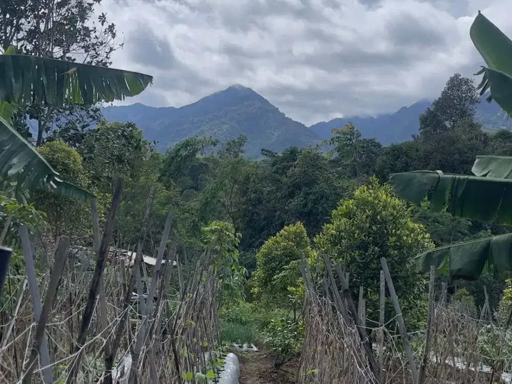 Dijual Murah Tanah 8168 m2 Kebun Manggis + Cengkeh Bojong Purwakarta