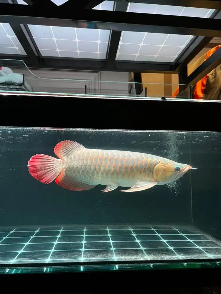Ikan Arwana Super Red 45cm