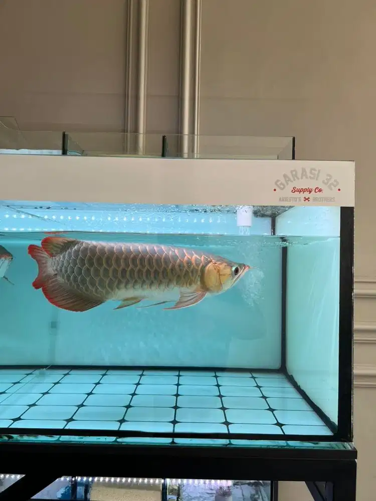 Ikan Arwana Super Red 45cm