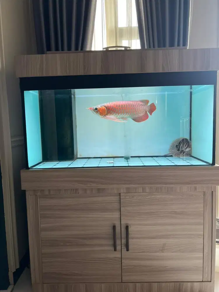 Aquarium kabinet Arwana Super Red