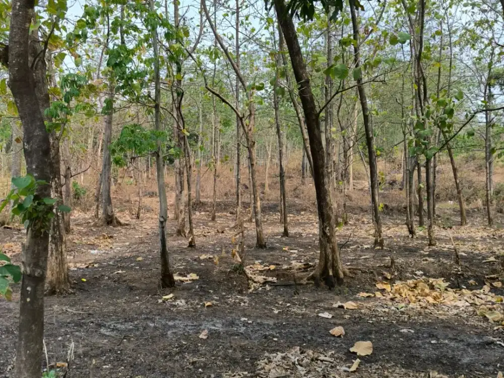 SUPER DEAL TANAH INVESTASI PURWOSARI, Plot kuning!!!!!