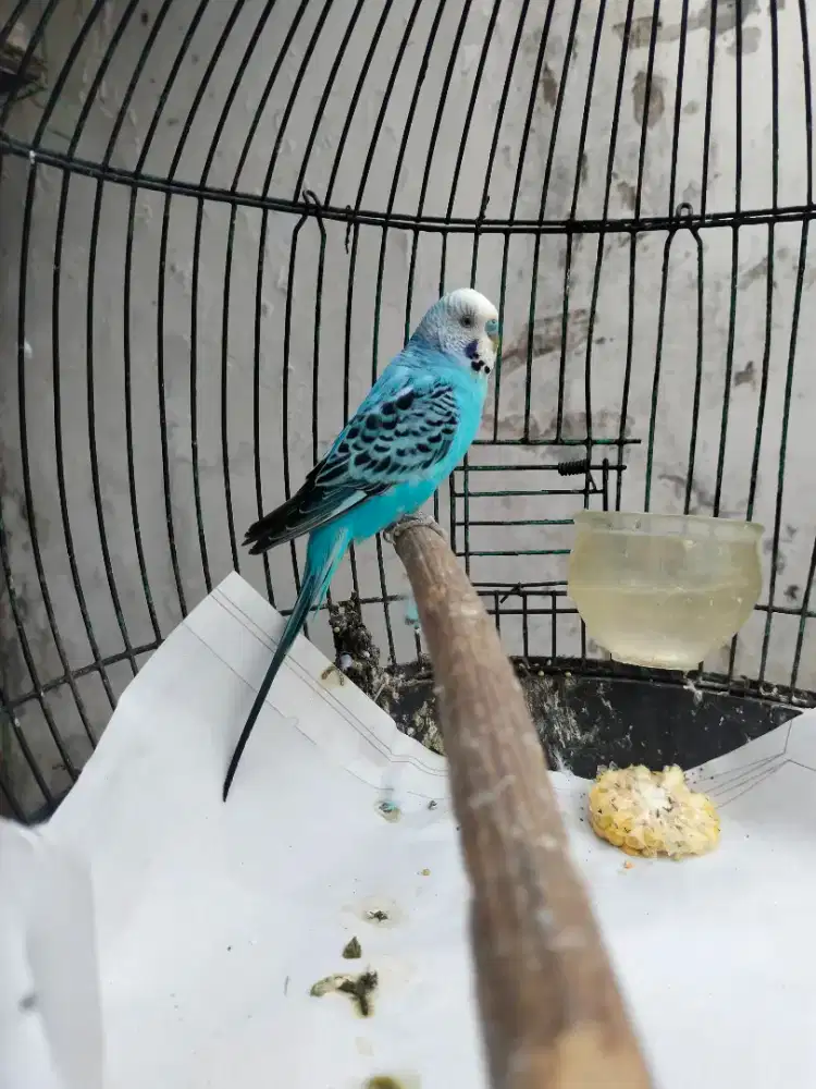 Burung Parkit lokal isian