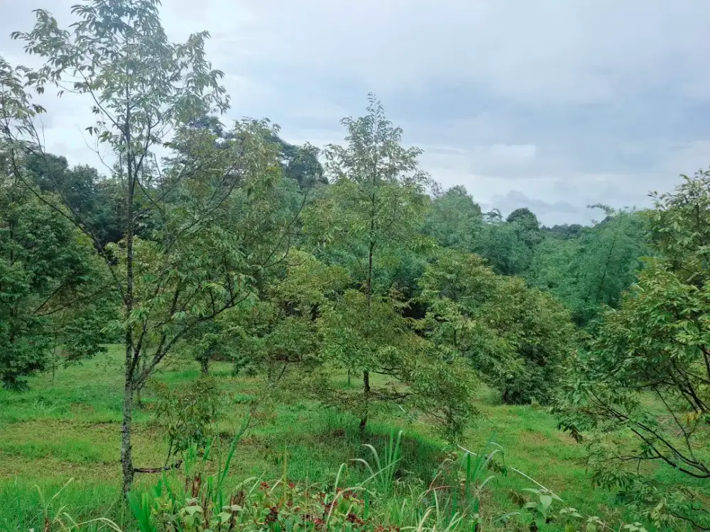 KEBUN DURIAN NGARGOYOSO