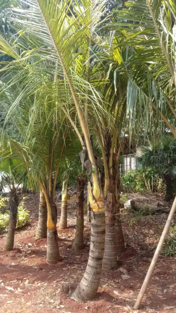 Pohon kelapa kuning
