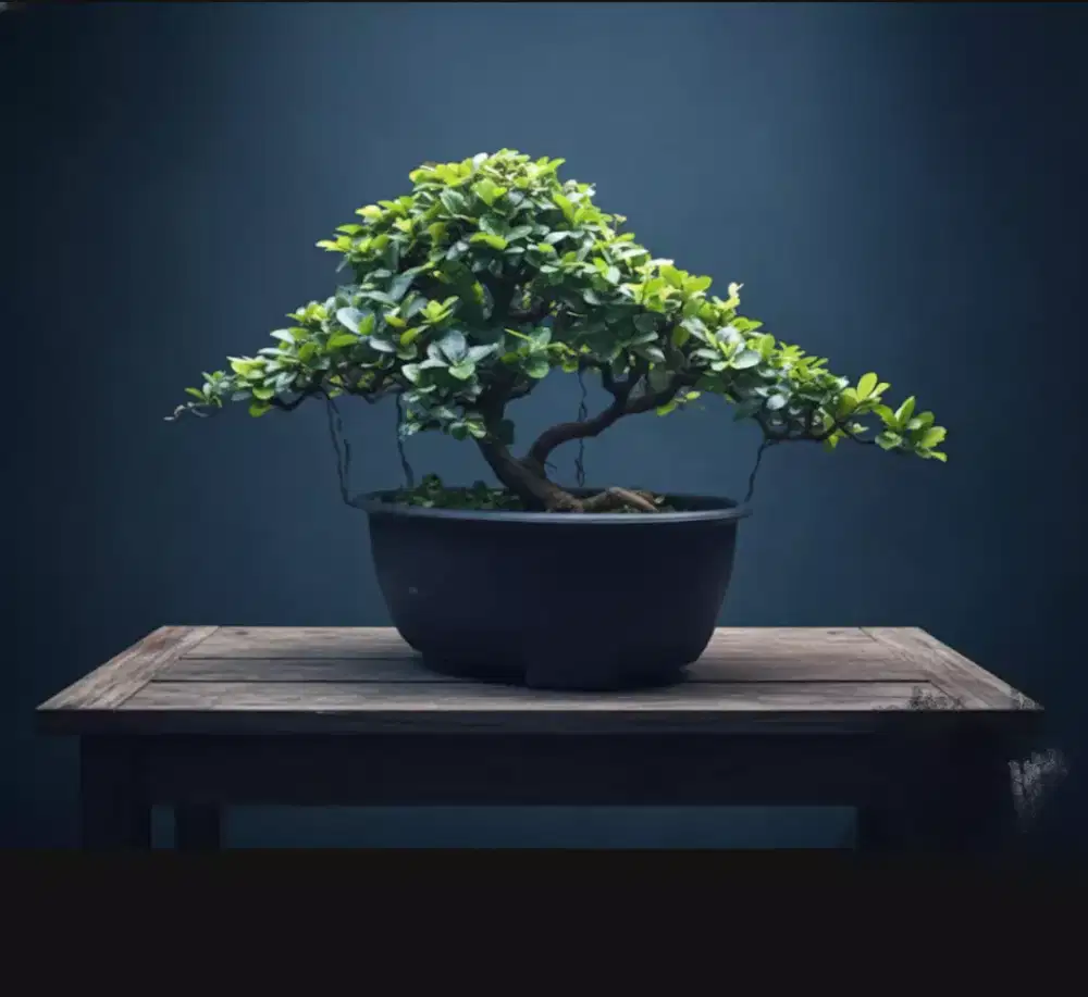 Bonsai Sianci rajin berbuah