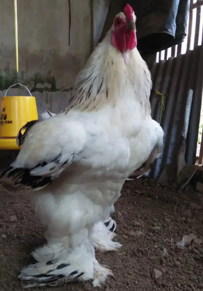 Ayam Brahma Coloumbian Light