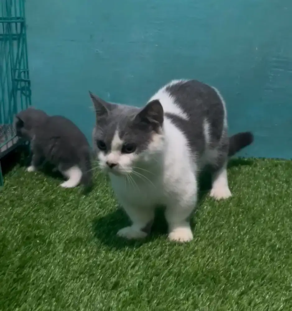 JASA PACAK KUCING BSH MUNCHKIN