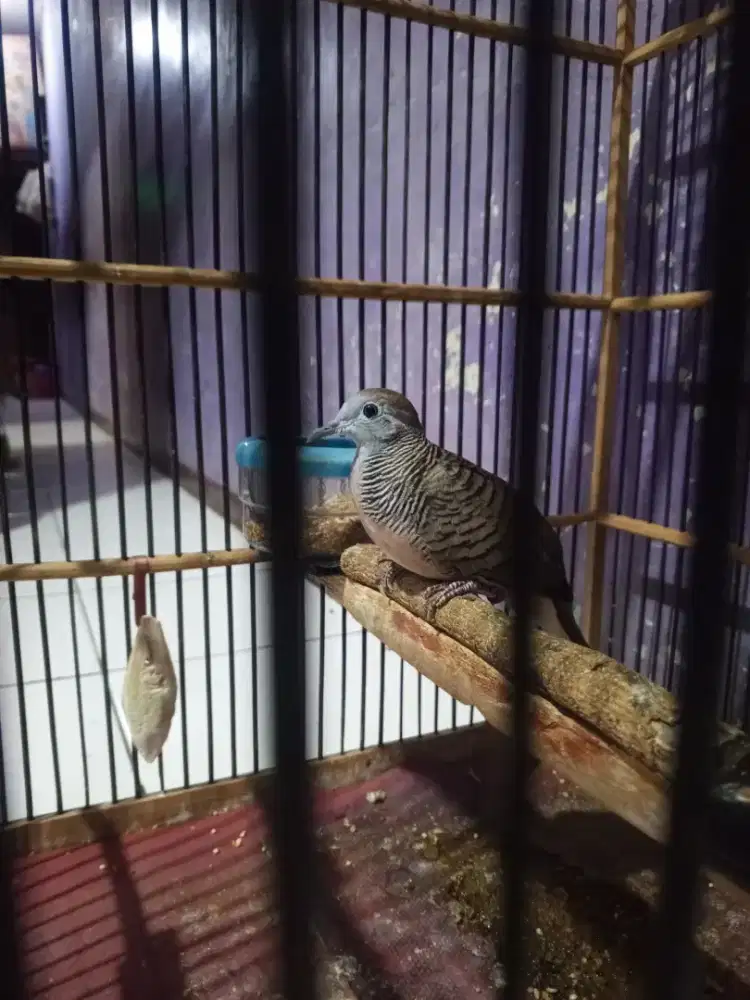 Perkutut Bangkok Terasan