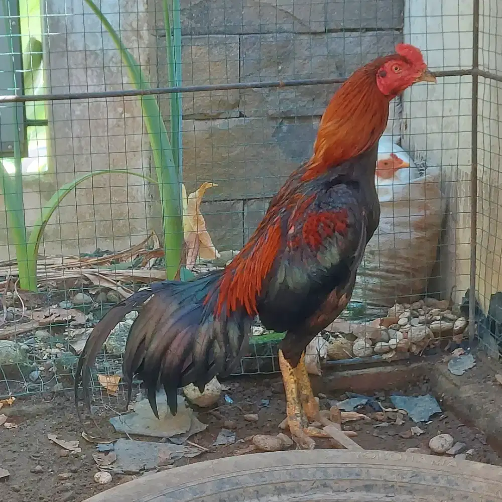 Ayam silang Bangkok Utk Jadi Pacek