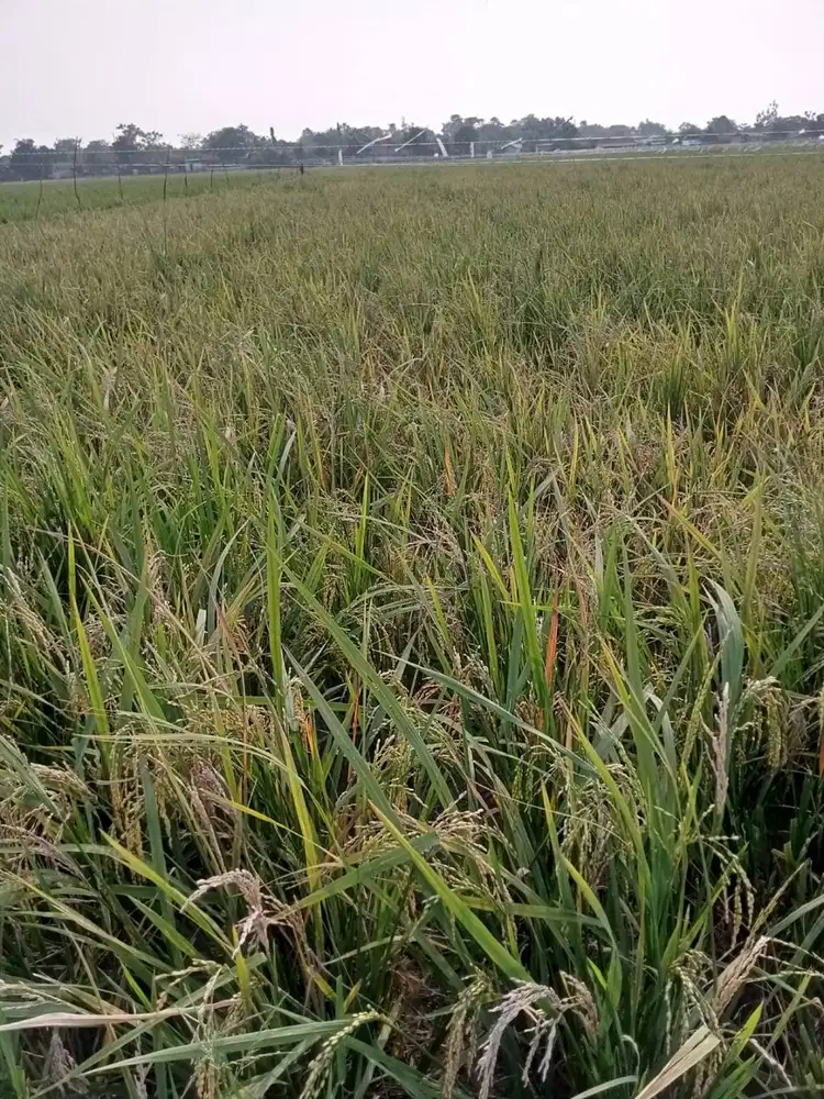 Sawah 1HA Lokasi Akses Jalan dan Irigasi di Rengasdengklok Karawang