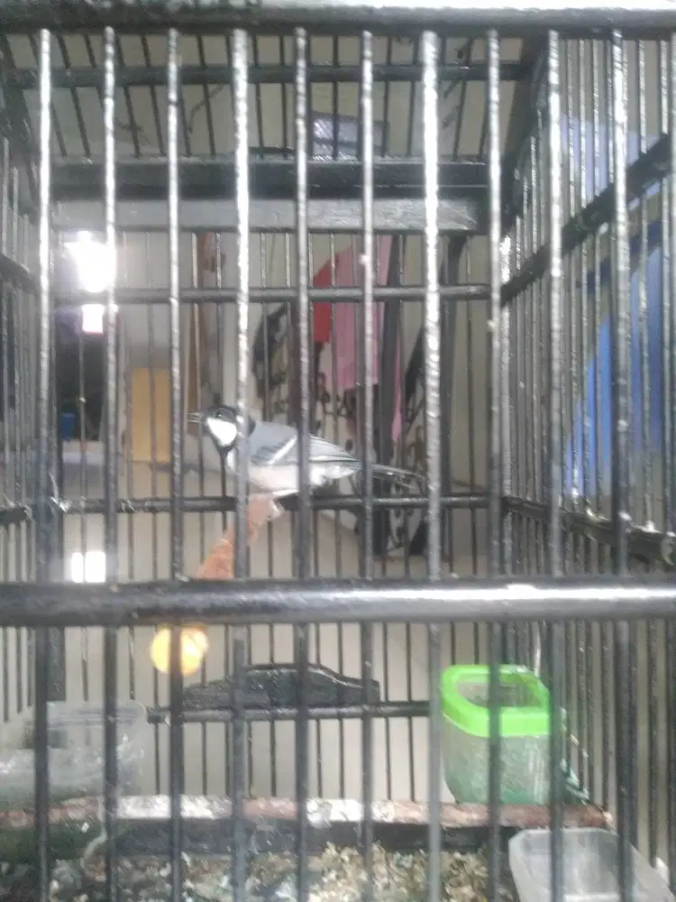 GELATIK BATU NGURANGI MOMONGAN