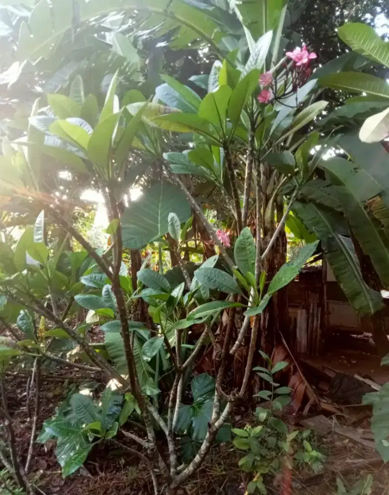 Cod pohon kamboja dan perlengkapan lain