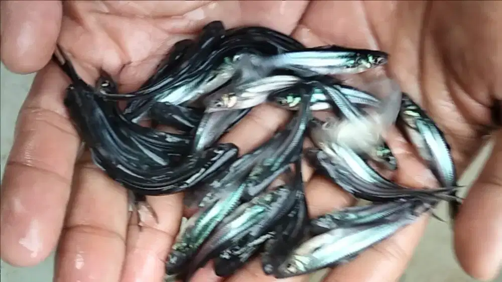 Jual Patin 2in Super