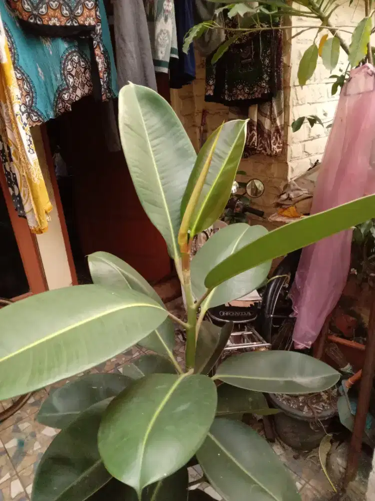 Pohon Karet Kebo / ficus elastica