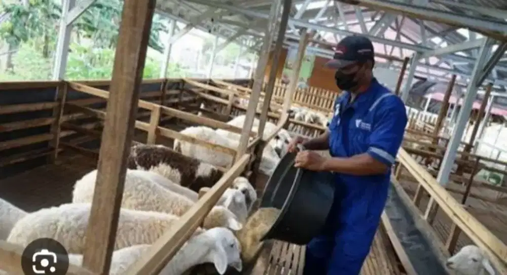 Di butuhkan ABK DOMBA