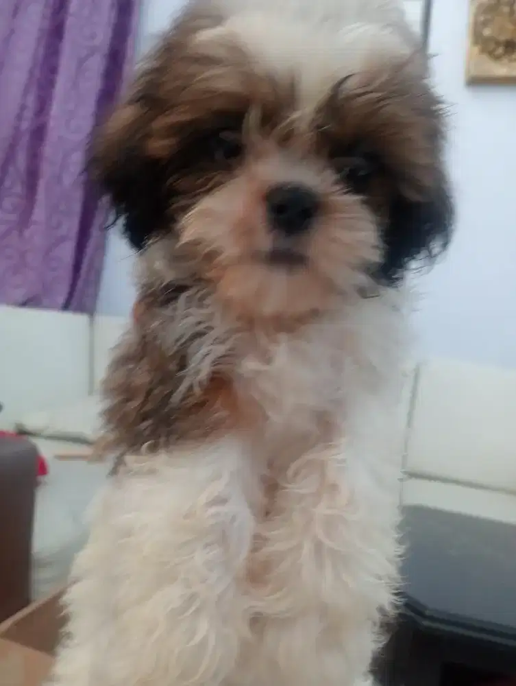 Open adoo shitzu jantan umur 2 bulan