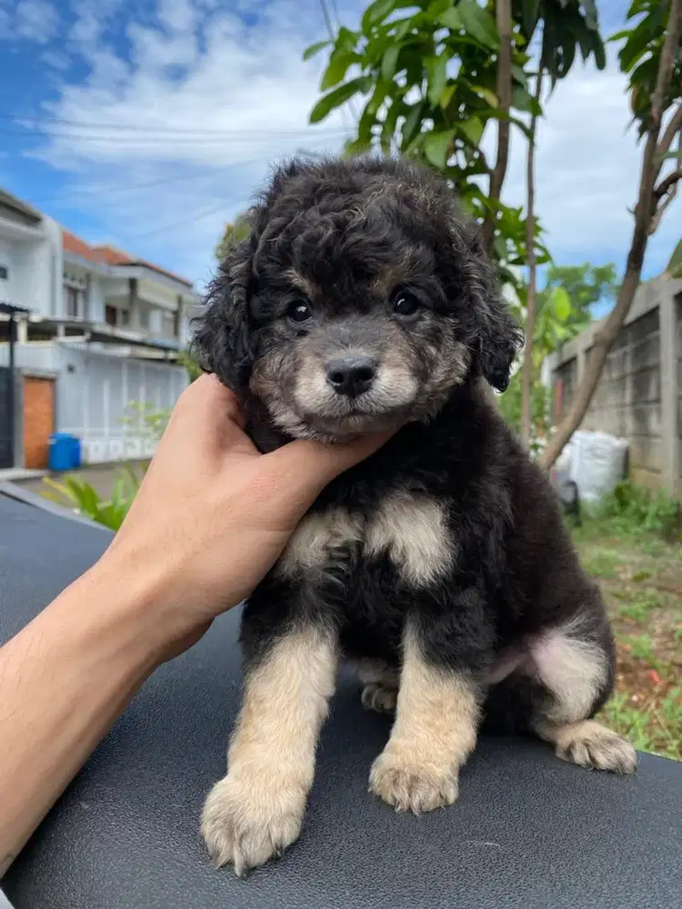 tiny poodle jantan