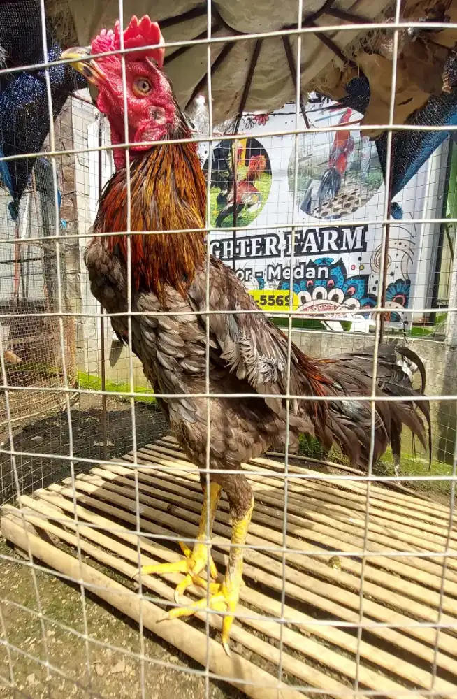 Ayam Bilah Kelabu Untuk Pacek