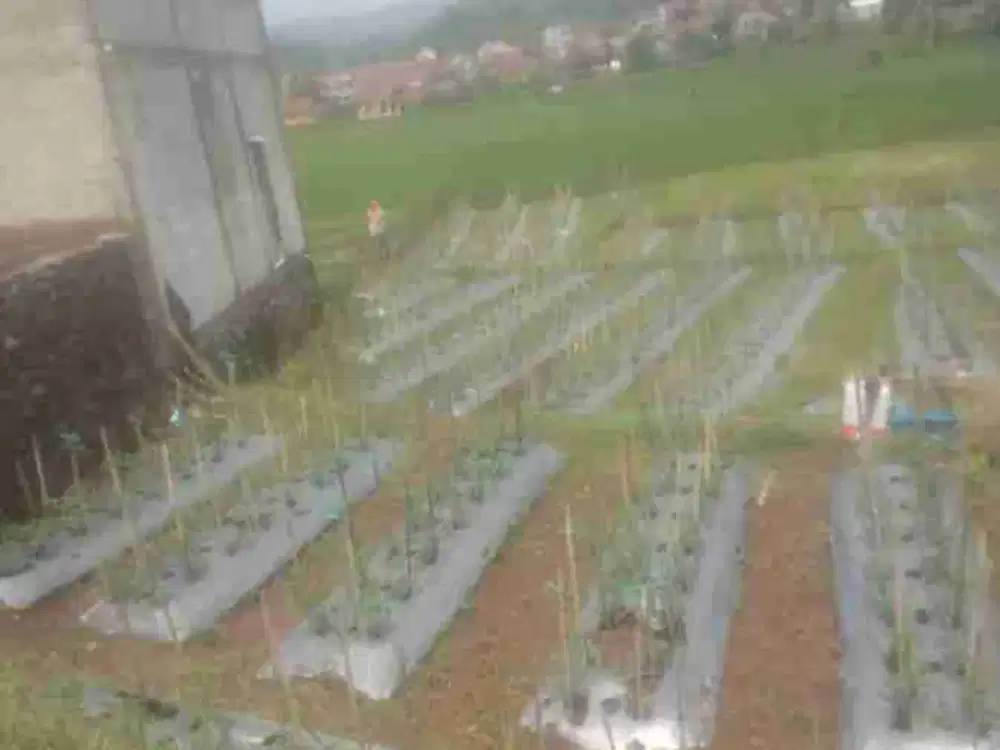 Dijual Cepat Tanah Blok Sindang jaya