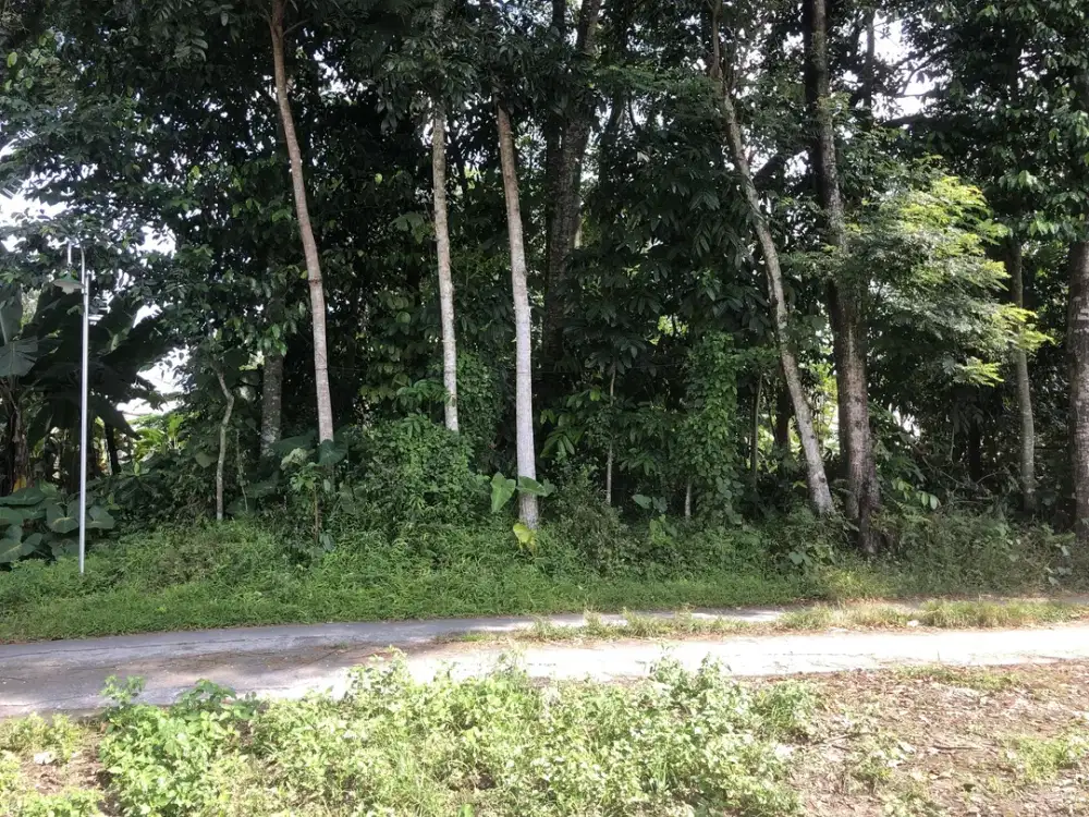 Sardonoharjo Ngaglik, Tanah Sleman Jogja, dekat SMA Negeri 1 Ngaglik