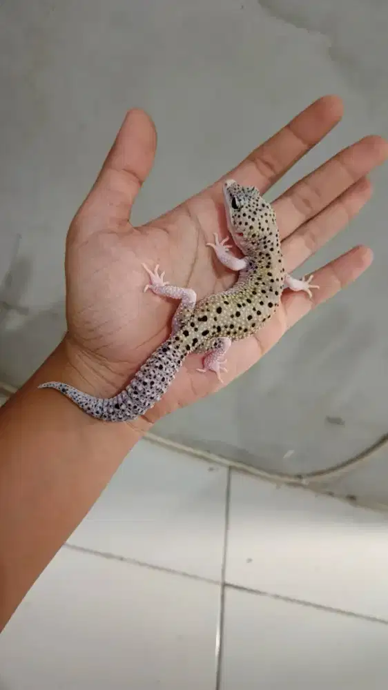 Leopard Gecko Macksnow Eclipse