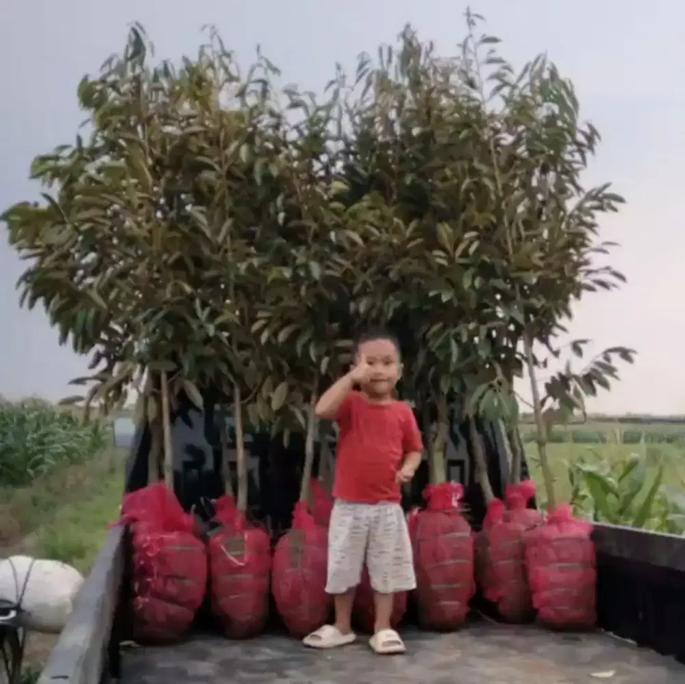Bibit durian duren 2 meter bandar Lampung siap antar