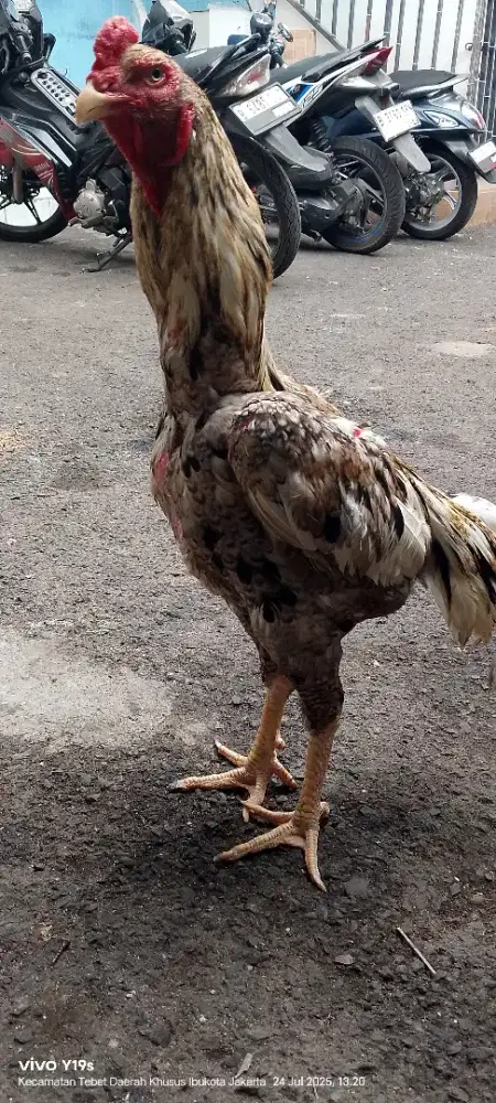 ayam shamo jantan eropa