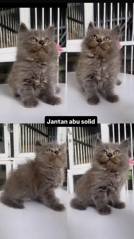Kitten abu solid