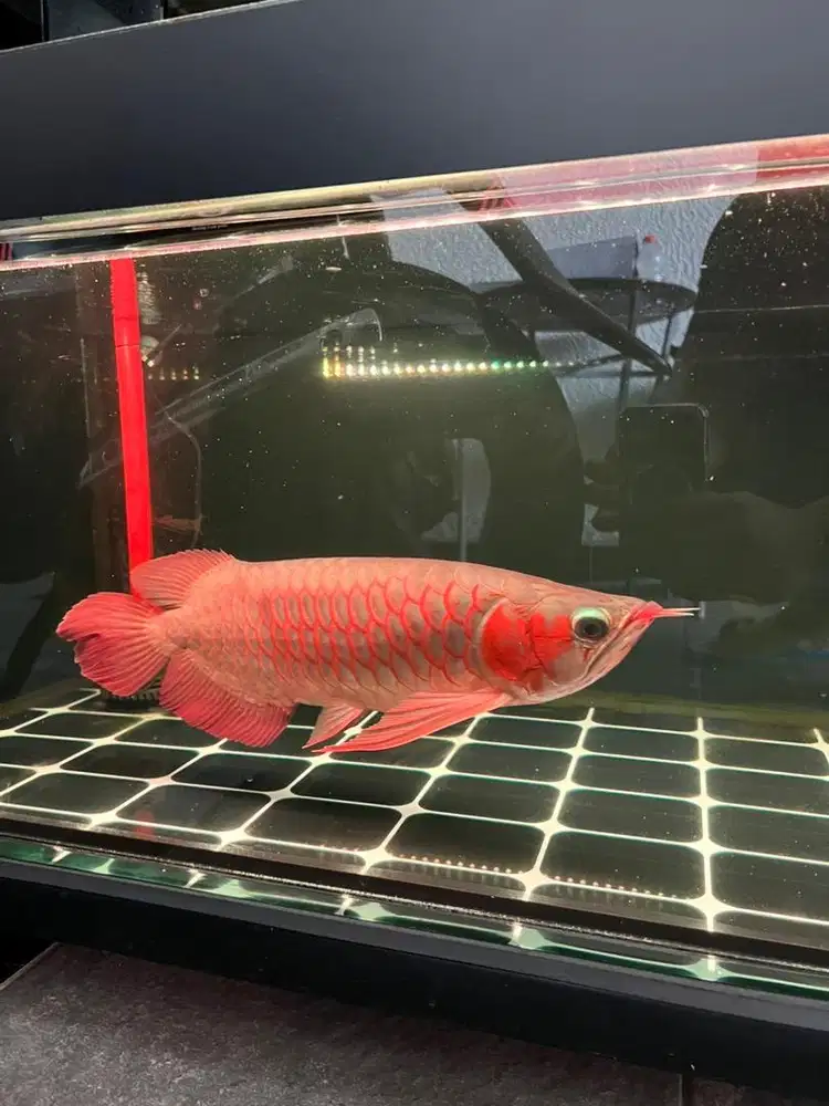 Ikan Arwana Super Red 42cm