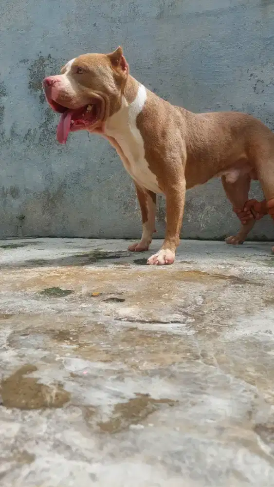 Pitbull janta friendly