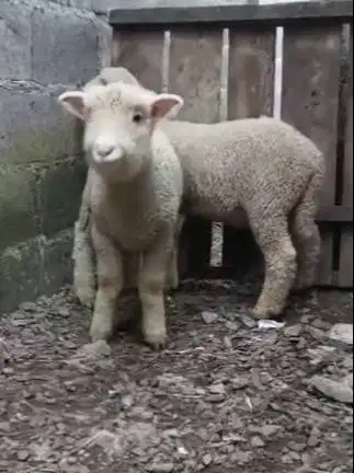 sepasang cempe domba hias merino superan 4 bln 1 jantan 1 betina unik