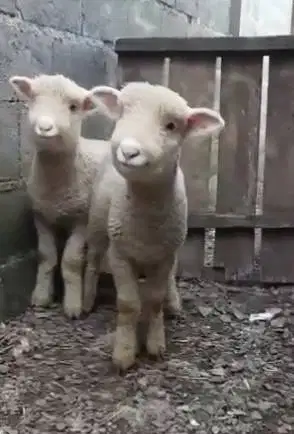 sepasang anakan cempe domba merino super 4 bln 1 jantan 1 betina unik