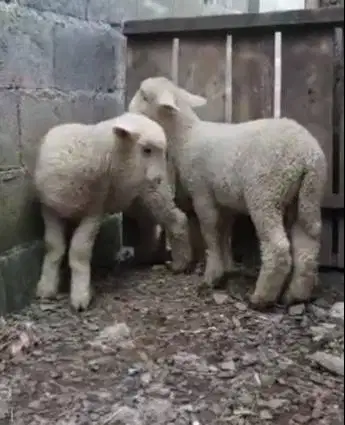 sepasang cempe domba hias merino super 4 bln 1 jantan 1 betina rawatan