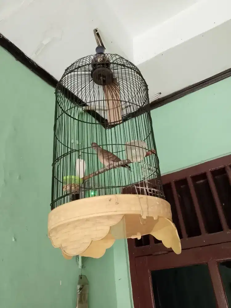 Perkutut lokal rawatan